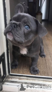 Foto №3. Adoptierbare Welpen der Französischen Bulldogge. Deutschland