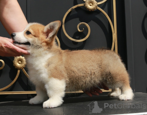 Foto №2 zu Ankündigung № 110820 zu verkaufen welsh corgi - einkaufen Russische Föderation vom kindergarten, züchter