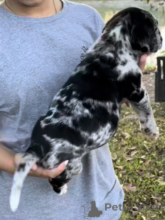 Foto №2 zu Ankündigung № 161248 zu verkaufen amerikanischer mastiff - einkaufen Niederlande quotient 	ankündigung