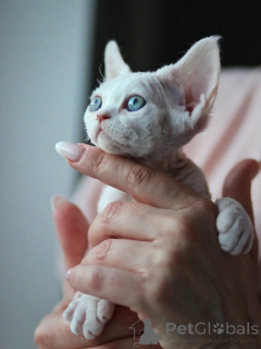 Foto №2 zu Ankündigung № 171389 zu verkaufen devon rex - einkaufen Deutschland quotient 	ankündigung
