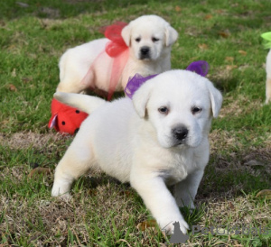 Foto №2 zu Ankündigung № 175549 zu verkaufen labrador retriever - einkaufen Frankreich 