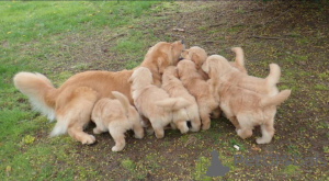 Foto №2 zu Ankündigung № 138881 zu verkaufen golden retriever - einkaufen Großbritannien züchter