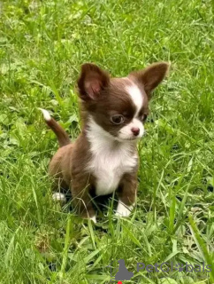 Foto №2 zu Ankündigung № 132004 zu verkaufen chihuahua - einkaufen Niederlande züchter