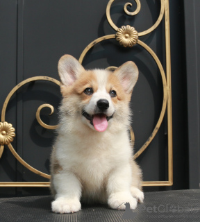 Zusätzliche Fotos: Welsh Corgi Pembroke Welpen von Champion