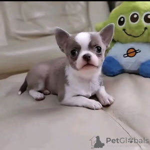 Foto №2 zu Ankündigung № 172590 zu verkaufen chihuahua - einkaufen USA züchter
