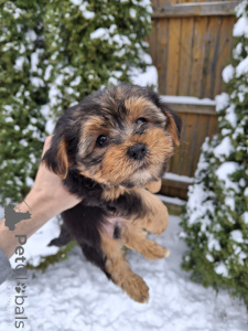 Foto №4. Ich werde verkaufen biewer terrier, yorkshire terrier in der Stadt Vilnius. quotient 	ankündigung, vom kindergarten, züchter - preis - 600€