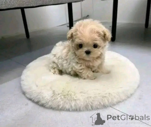 Foto №2 zu Ankündigung № 138093 zu verkaufen maltipu - einkaufen USA züchter