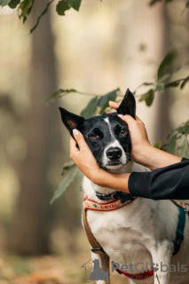 Zusätzliche Fotos: Beauty Grey sucht ein Zuhause und einen Besitzer, einen Hund in guten Händen