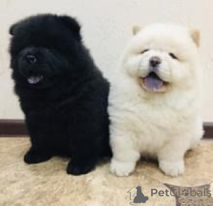 Foto №1. chow-chow - zum Verkauf in der Stadt Vilnius | verhandelt | Ankündigung № 175936