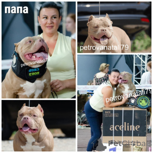 Foto №4. Ich werde verkaufen american bully in der Stadt Krasnodar. züchter - preis - verhandelt