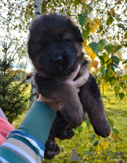 Foto №4. Ich werde verkaufen deutscher schäferhund in der Stadt Kozy. züchter - preis - 1000€