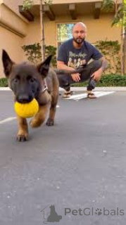 Foto №2 zu Ankündigung № 164744 zu verkaufen belgischer schäferhund - einkaufen Frankreich quotient 	ankündigung, züchter