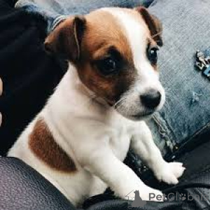 Foto №3. Jack Russell Terrier Welpen. Großbritannien
