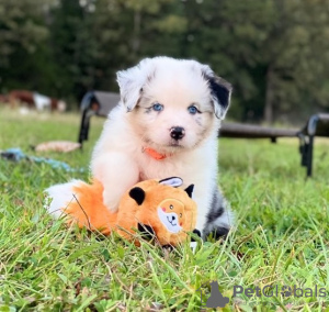 Foto №1. australian shepherd - zum Verkauf in der Stadt Bruges | 190€ | Ankündigung № 129069