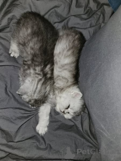 Foto №1. chinchilla-katze - zum Verkauf in der Stadt Mainz | 350€ | Ankündigung № 166476