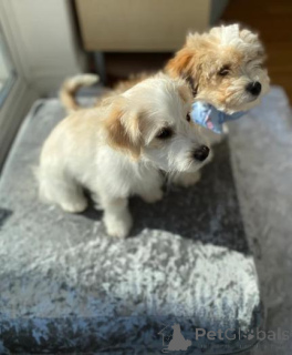 Foto №2 zu Ankündigung № 160001 zu verkaufen maltipu - einkaufen Lettland quotient 	ankündigung