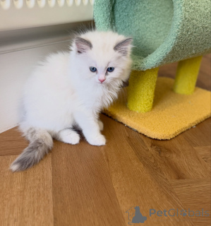 Foto №2 zu Ankündigung № 176583 zu verkaufen ragdoll-katze - einkaufen Niederlande züchter