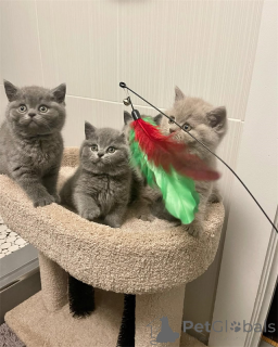 Foto №1. britisch kurzhaar - zum Verkauf in der Stadt Schlechtes Münsteerefel | verhandelt | Ankündigung № 167580