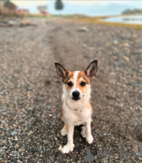Foto №1. norwegischer buhund - zum Verkauf in der Stadt Hamar | 484€ | Ankündigung № 159190