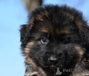 Foto №1. deutscher schäferhund - zum Verkauf in der Stadt Coventry | 700€ | Ankündigung № 138474