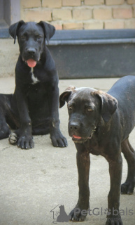 Foto №1. cane corso italiano - zum Verkauf in der Stadt Belgrad | 350€ | Ankündigung № 116666