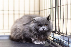 Foto №1.  - zum Verkauf in der Stadt Chimki | Frei | Ankündigung № 159244