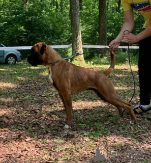 Foto №4. Ich werde verkaufen deutscher boxer in der Stadt Jagodina. züchter - preis - verhandelt