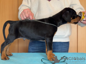 Foto №2 zu Ankündigung № 133543 zu verkaufen dobermann - einkaufen Rumänien vom kindergarten