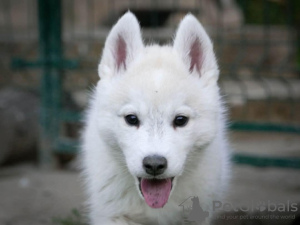 Foto №3. Sibirischer Husky-Hündchen. Serbien