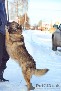 Foto №4. Ich werde verkaufen mischlingshund in der Stadt Perm. aus dem tierheim - preis - Frei