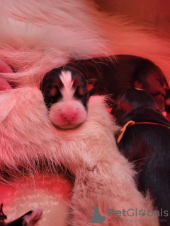 Foto №3. 10 Berner Sennenhunde im Reservewurf, registrierter LOF Große Größe Eltern. Frankreich