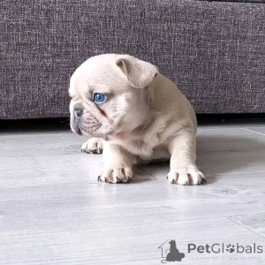 Foto №3. Adorables chiots Bouledogue Français cherchent une famille goalante. Frankreich