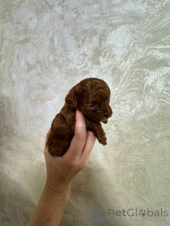 Foto №4. Ich werde verkaufen pudel (toy) in der Stadt Kaliningrad. züchter - preis - 3557€