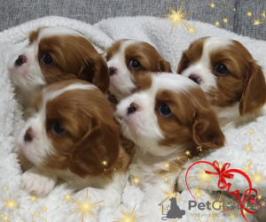 Foto №1. cavalier king charles spaniel - zum Verkauf in der Stadt Minsk | verhandelt | Ankündigung № 36948