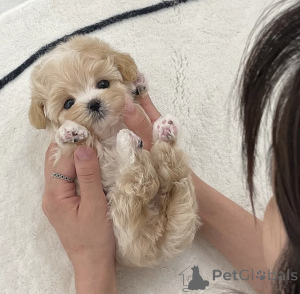 Foto №1. maltipu - zum Verkauf in der Stadt Yerevan | 1063€ | Ankündigung № 139197