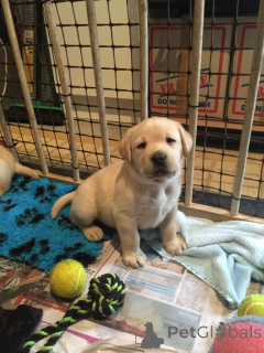 Foto №1. golden retriever, labrador retriever - zum Verkauf in der Stadt Bielefeld | verhandelt | Ankündigung № 161290
