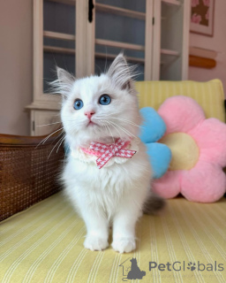 Foto №3. Entzückende Ragdoll-Kätzchen zur Adoption. Deutschland