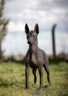 Zusätzliche Fotos: Xoloitzcuintle (Mexikanischer Nackthund) Welpen