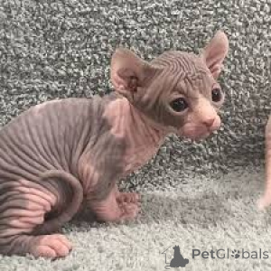 Foto №2 zu Ankündigung № 165500 zu verkaufen sphynx cat - einkaufen Frankreich quotient 	ankündigung, züchter