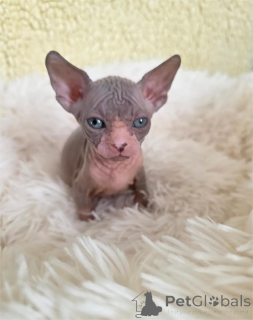 Foto №1. sphynx cat - zum Verkauf in der Stadt Füssen | 350€ | Ankündigung № 154988