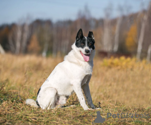 Foto №2 zu Ankündigung № 71794 zu verkaufen mischlingshund - einkaufen Russische Föderation aus dem tierheim