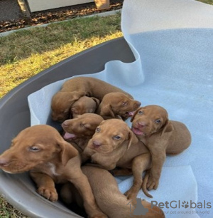 Foto №3. Hungarian vizle puppies. Serbien