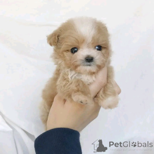 Foto №3. Maltipoo Welpen zur Adoption zur Verfügung stehen. USA
