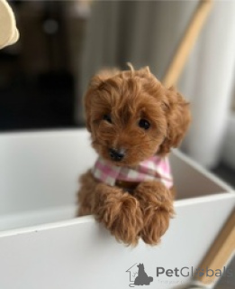 Foto №1. pudel (toy) - zum Verkauf in der Stadt Berlin | 200€ | Ankündigung № 160654