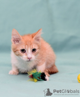 Zusätzliche Fotos: Kätzchen Zlata red baby sunshine sucht ein Zuhause!