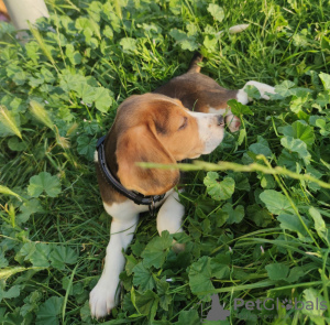 Foto №3. Beagle. Slowakei