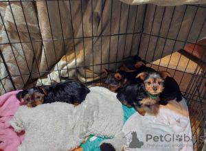 Foto №1. yorkshire terrier - zum Verkauf in der Stadt Berlin | 550€ | Ankündigung № 132612