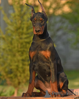 Foto №4. Ich werde verkaufen dobermann in der Stadt Köln. quotient 	ankündigung - preis - 950€