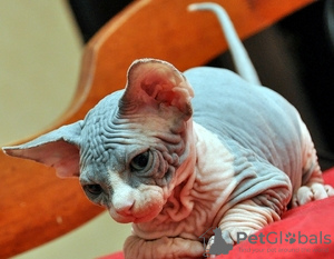 Foto №2 zu Ankündigung № 123667 zu verkaufen sphynx-katze - einkaufen Deutschland quotient 	ankündigung