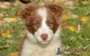 Foto №1. bearded collie - zum Verkauf in der Stadt Berlin | 150€ | Ankündigung № 109275